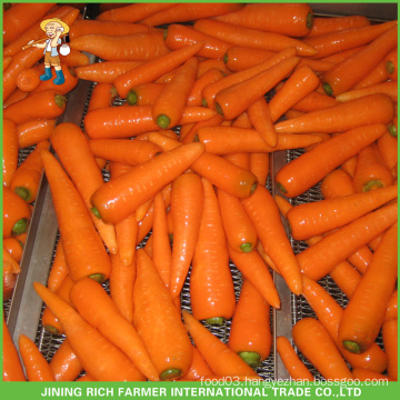 L: 200-250g / Fresh Carrot From China